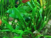 Akvariumo augalai - nuotraukos Nr. 4