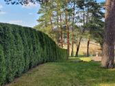 Tujų kirpimas,žeminimas,formavimas.genėjimas. - nuotraukos Nr. 23