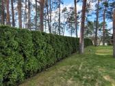 Tujų kirpimas,žeminimas,formavimas.genėjimas. - nuotraukos Nr. 6