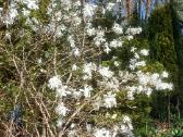 Magnolijos - nuotraukos Nr. 6