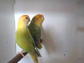 Foxy parrots(nimfos,banguotukai,r.agaporniai) - nuotraukos Nr. 26