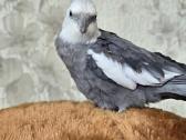 Foxy parrots(nimfos,banguotukai,r.agaporniai) - nuotraukos Nr. 27