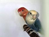 Foxy parrots(nimfos,banguotukai,r.agaporniai) - nuotraukos Nr. 28