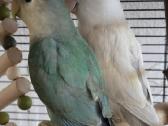 Foxy parrots(nimfos,banguotukai,r.agaporniai) - nuotraukos Nr. 30