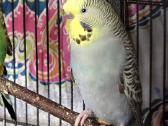Foxy parrots(nimfos,banguotukai,r.agaporniai) - nuotraukos Nr. 31