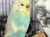 Foxy parrots(nimfos,banguotukai,r.agaporniai) - nuotraukos Nr. 32