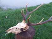 Elnio ragai. - nuotraukos Nr. 5
