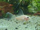Corydoras, Loricaria. - nuotraukos Nr. 5