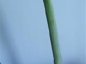 Žydintis Amarilis 56 cm - nuotraukos Nr. 2