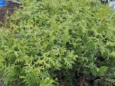 Brabant tujos - 80-90cm - 2.50€ - nuotraukos Nr. 2