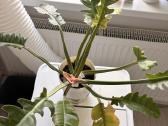 Philodendron Ring of Fire - nuotraukos Nr. 2