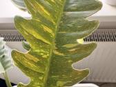 Philodendron Ring of Fire - nuotraukos Nr. 3