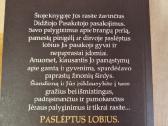 Paslėpti lobiai - nuotraukos Nr. 5