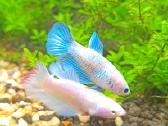 Žuvytės Betta-fish splenders, Deltukai ir krevetės - nuotraukos Nr. 4