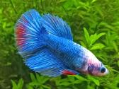 Žuvytės Betta-fish splenders, Deltukai ir krevetės - nuotraukos Nr. 3