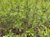 Parduodame pušis, ligustrus, liepas - nuotraukos Nr. 4