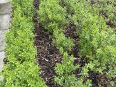 Parduodame pušis, ligustrus, liepas - nuotraukos Nr. 5