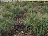 Parduodame pušis, ligustrus, liepas - nuotraukos Nr. 6