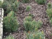 Parduodame pušis, ligustrus, liepas - nuotraukos Nr. 7