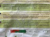 Kvapusis muskatinis šalavijas - nuotraukos Nr. 5