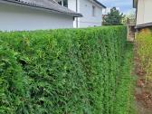 Gyvatvorių karpymas, žeminimas, formavimas - nuotraukos Nr. 10