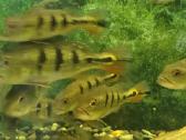 Parduodamos žuvys Cichla orinocensis (orinoco) - nuotraukos Nr. 4