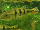 Parduodamos žuvys Cichla orinocensis (orinoco)