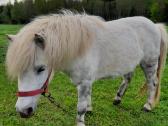 Parduodamos poni kumelaites - nuotraukos Nr. 2