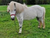 Parduodamos poni kumelaites - nuotraukos Nr. 3