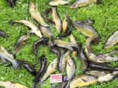 Lynų mailius , lynai iš nuosavo tvenkinio 1kg 15e - nuotraukos Nr. 2