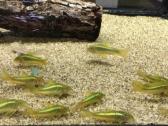 Green laser Corydoras