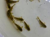 Green laser Corydoras - nuotraukos Nr. 2