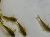 Green laser Corydoras - nuotraukos Nr. 3