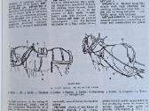 The English Illustrated Dictionary - nuotraukos Nr. 9