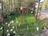 Gėlės Vilniuje. Gėlės Balsiuose - nuotraukos Nr. 17
