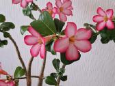 Gėlės. Dykumų rožės, adenium, žydintys bonsai. - nuotraukos Nr. 2