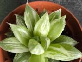 Haworthia cuspidata f. variegata