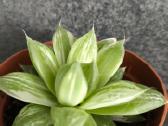 Haworthia cuspidata f. variegata - nuotraukos Nr. 2