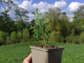Vakarinės tujos 'Smaragd', Miskantai 'Giganteus'