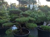 Bonsai - nuotraukos Nr. 9