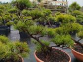 Bonsai - nuotraukos Nr. 10