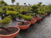 Bonsai - nuotraukos Nr. 2