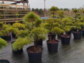 Bonsai - nuotraukos Nr. 5
