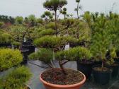 Bonsai