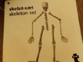 Skeleto rinkinys - nuotraukos Nr. 2