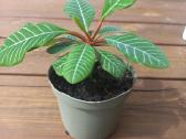 Baltagyslė karpažolė (Euphorbia leuconeura) - nuotraukos Nr. 7