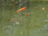 Koi karpiai