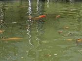 Koi karpiai - nuotraukos Nr. 2
