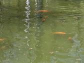 Koi karpiai - nuotraukos Nr. 3