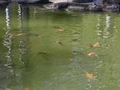 Koi karpiai - nuotraukos Nr. 4